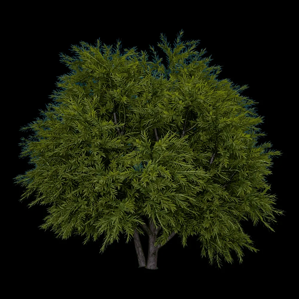 decoration – Chamaecyparis pisifera Sungold 01 02 3ds Max