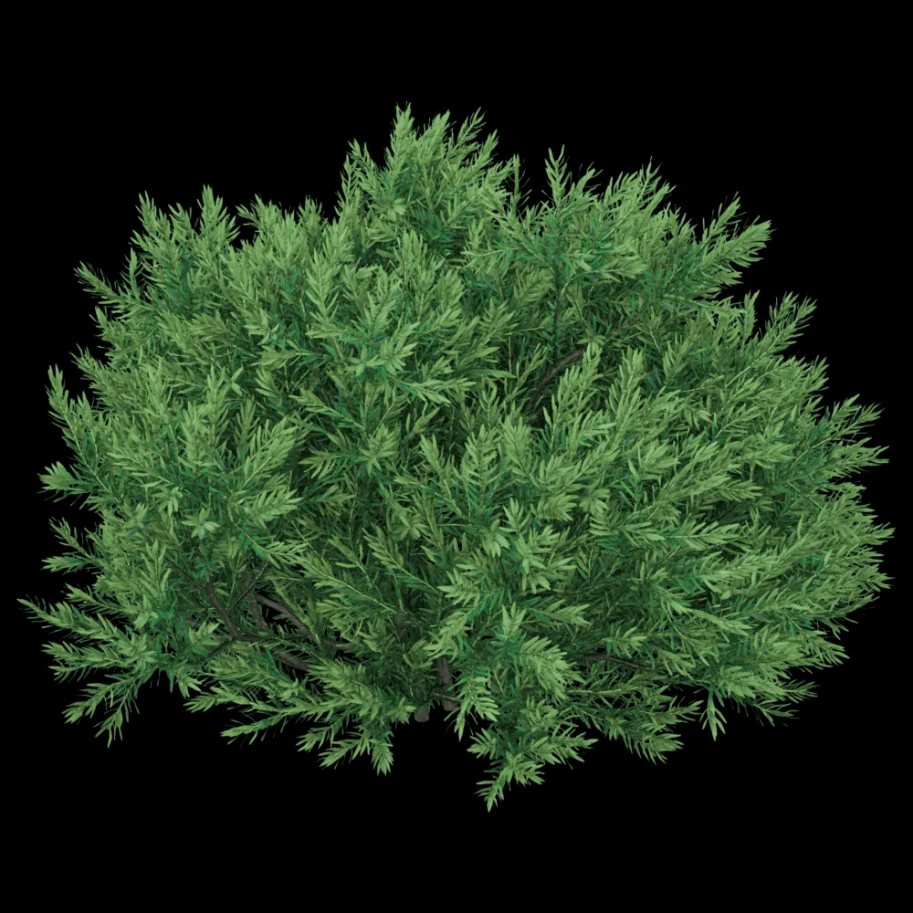 decoration – Chamaecyparis pisifera Sungold 01 04 3ds Max