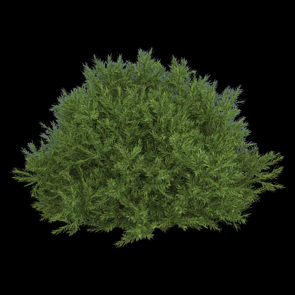 decoration – Chamaecyparis pisifera Sungold 01 05 3ds Max