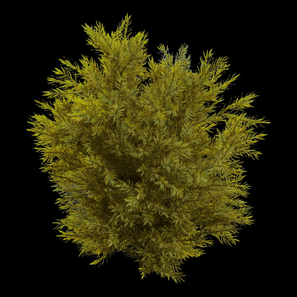 decoration – Chamaecyparis pisifera Sungold 01 06 3ds Max