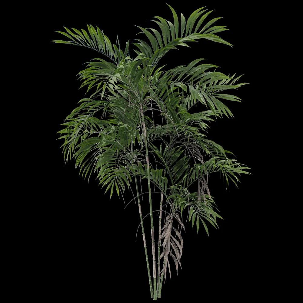 decoration – Chamaedorea costaricana 1 3ds Max