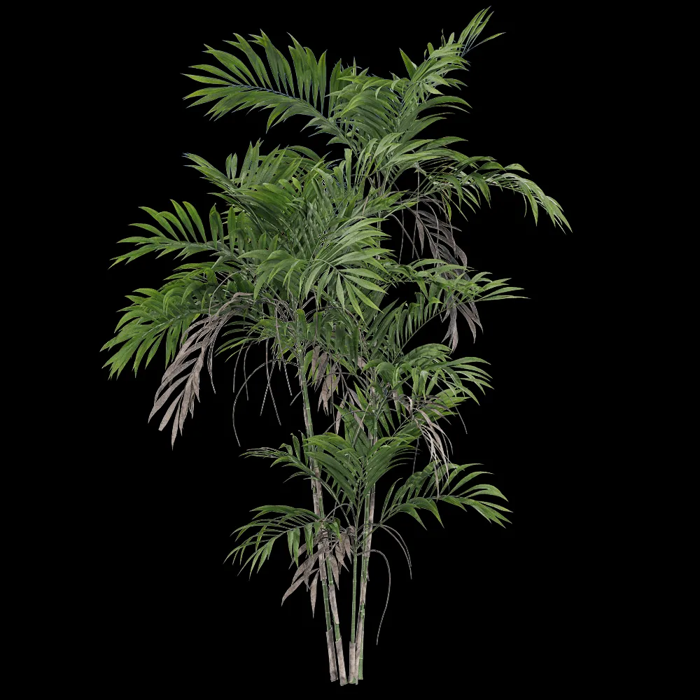 decoration – Chamaedorea costaricana 2 3ds Max