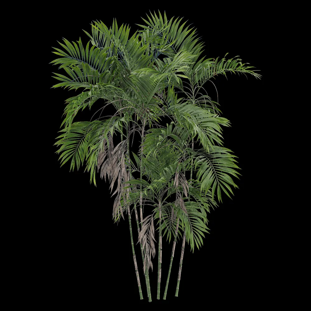 decoration – Chamaedorea costaricana 4 3ds Max
