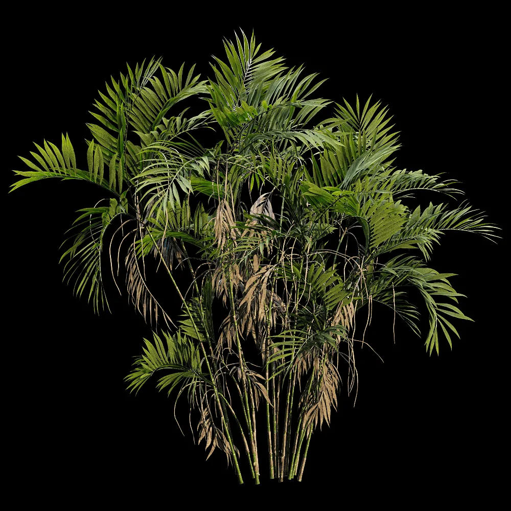 decoration – Chamaedorea Costaricana 5 3ds Max