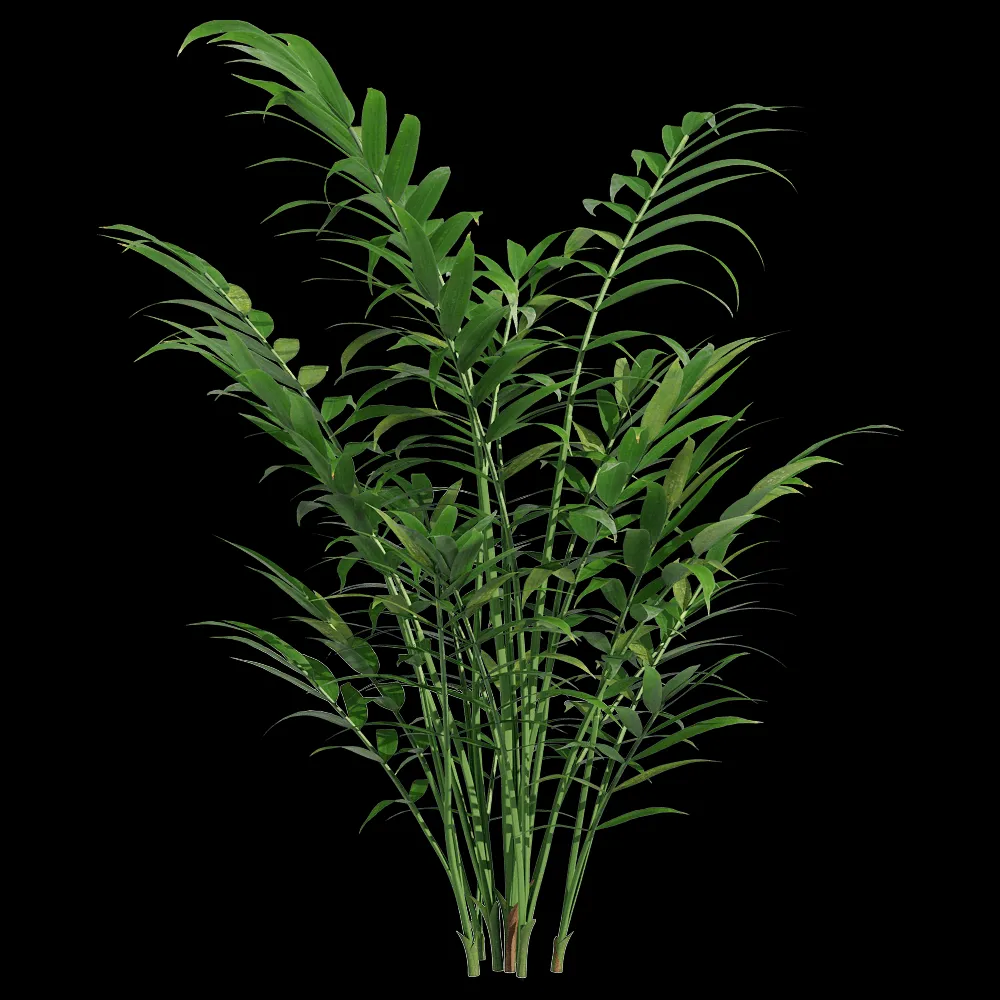 decoration – Chamaedorea elegans 1 3ds Max