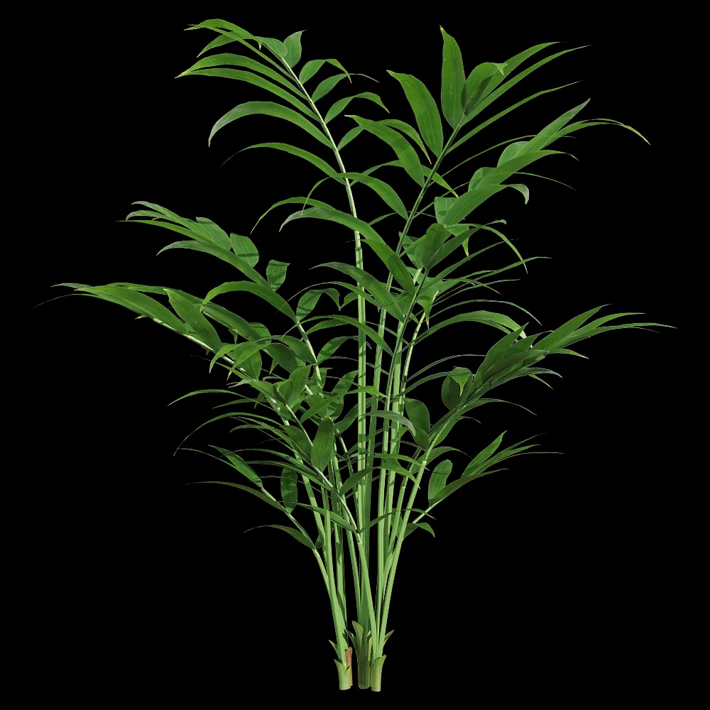 decoration – Chamaedorea elegans 2 3ds Max