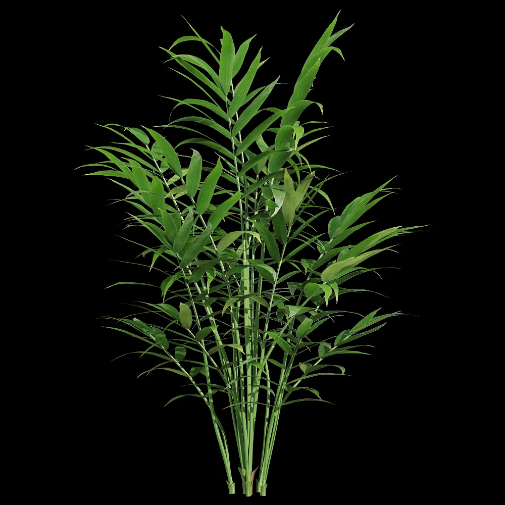 decoration – Chamaedorea elegans 3 3ds Max
