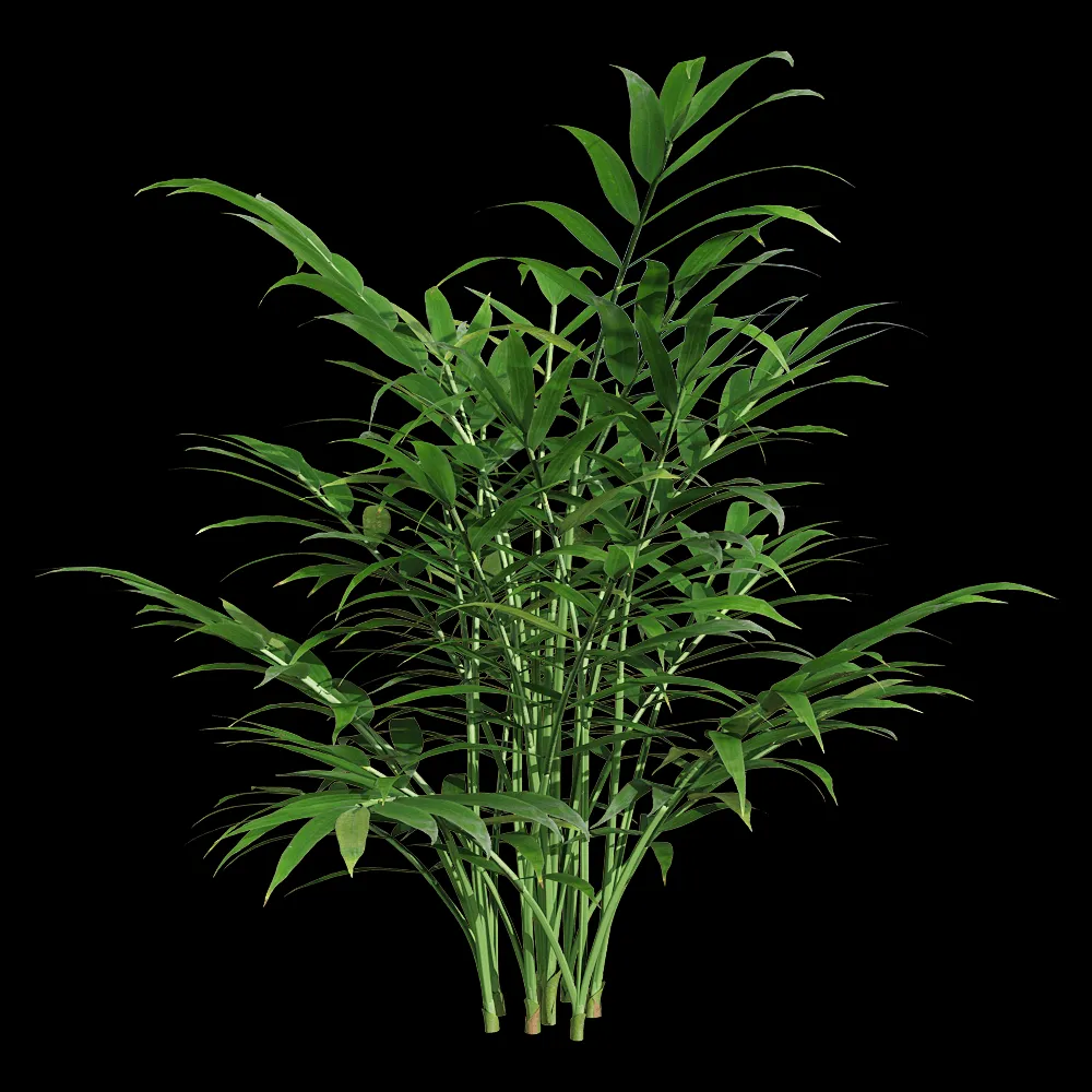 decoration – Chamaedorea elegans 4 3ds Max