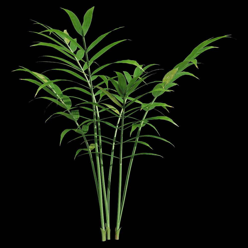 decoration – Chamaedorea elegans 5 3ds Max