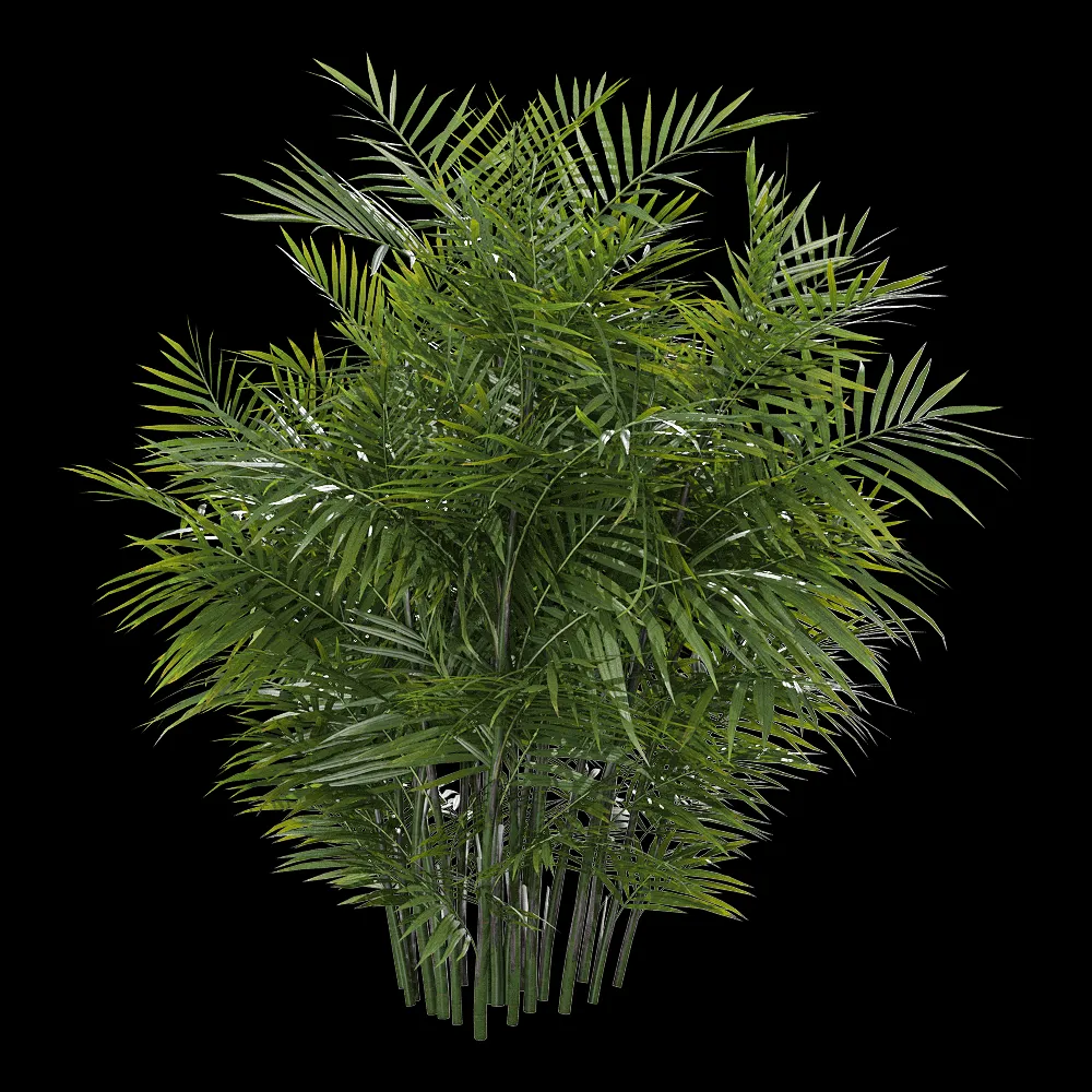 decoration – Chamaedorea seifrizii 1 H 3ds Max