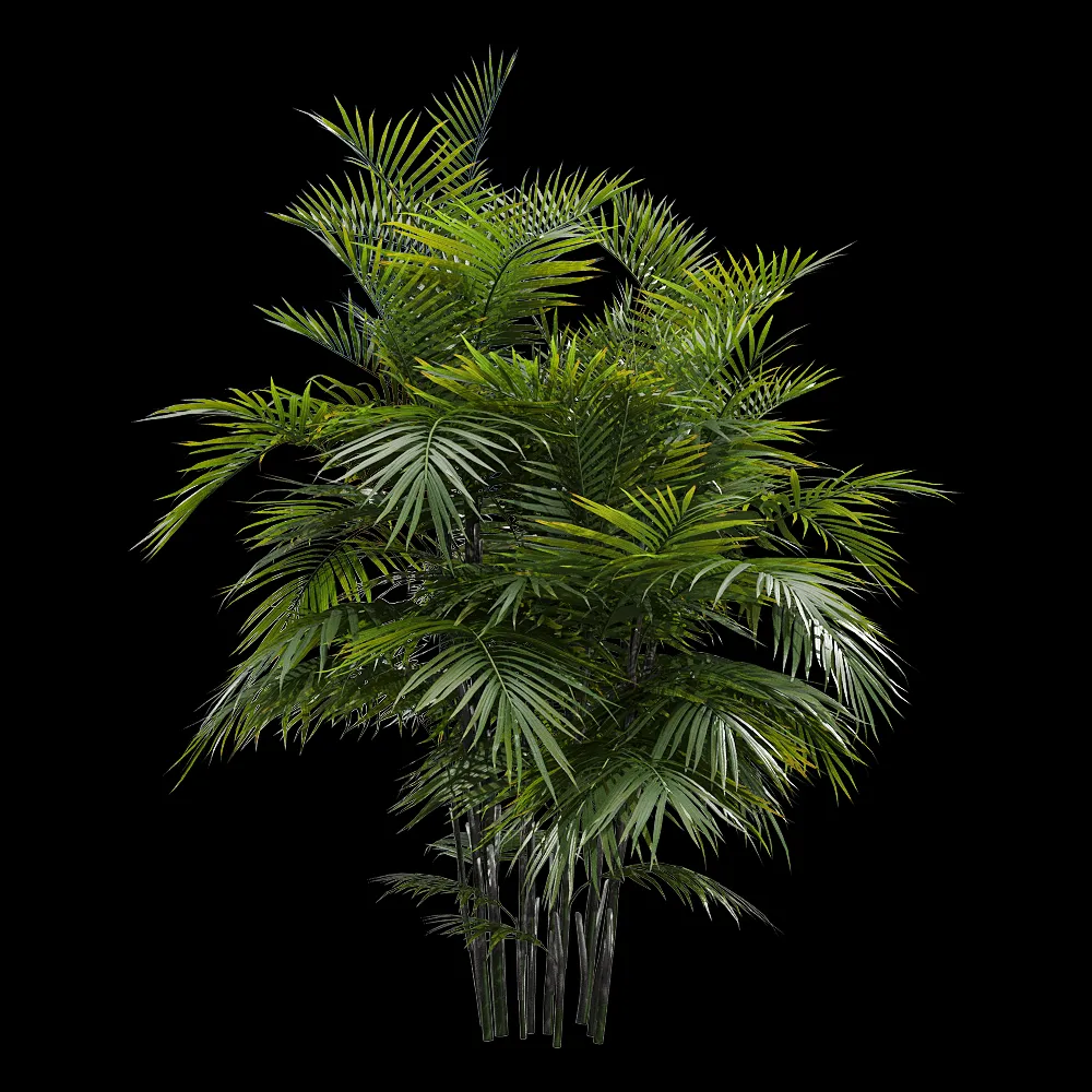 decoration – Chamaedorea seifrizii 2 3ds Max