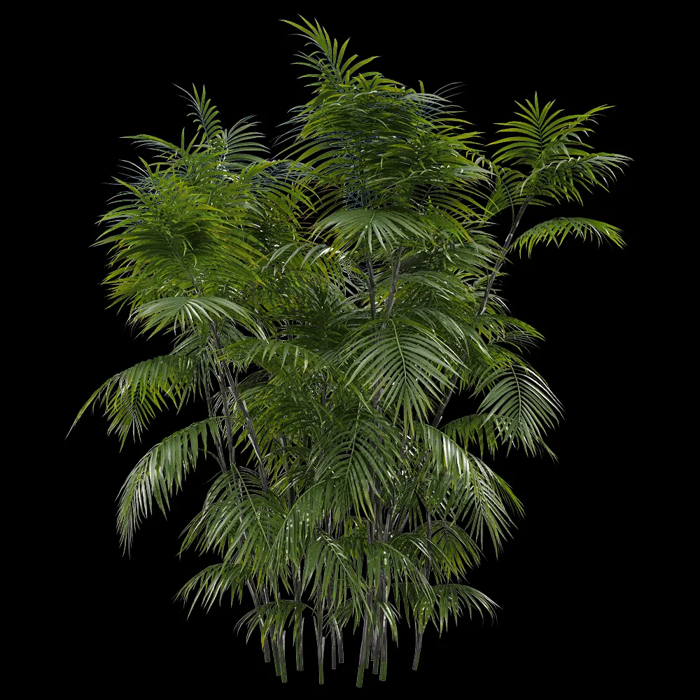 decoration – Chamaedorea seifrizii 3 3ds Max