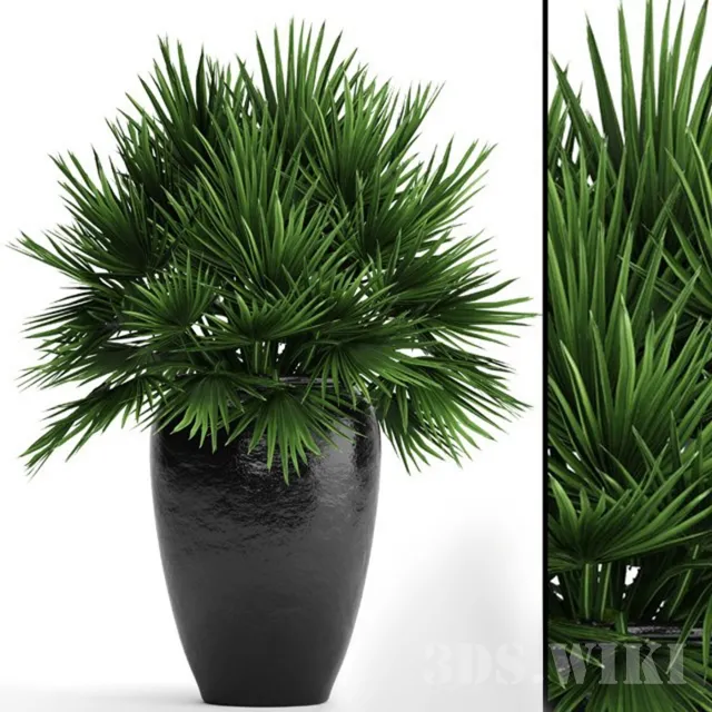 decoration – Chamaerops 3ds Max
