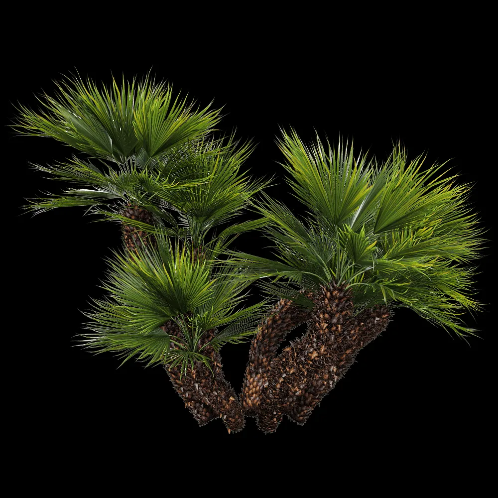 decoration – Chamaerops humilis 1 H 3ds Max
