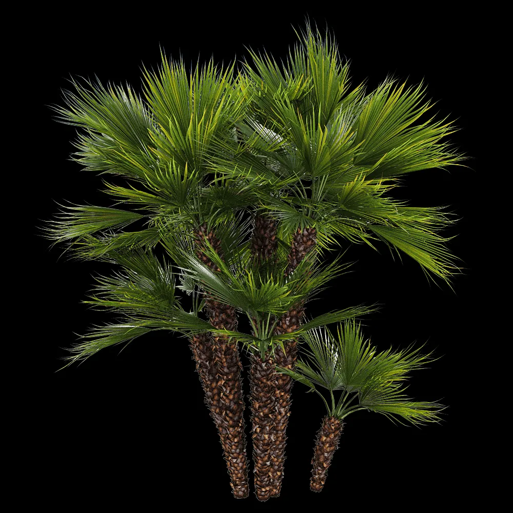 decoration – Chamaerops humilis 2 3ds Max