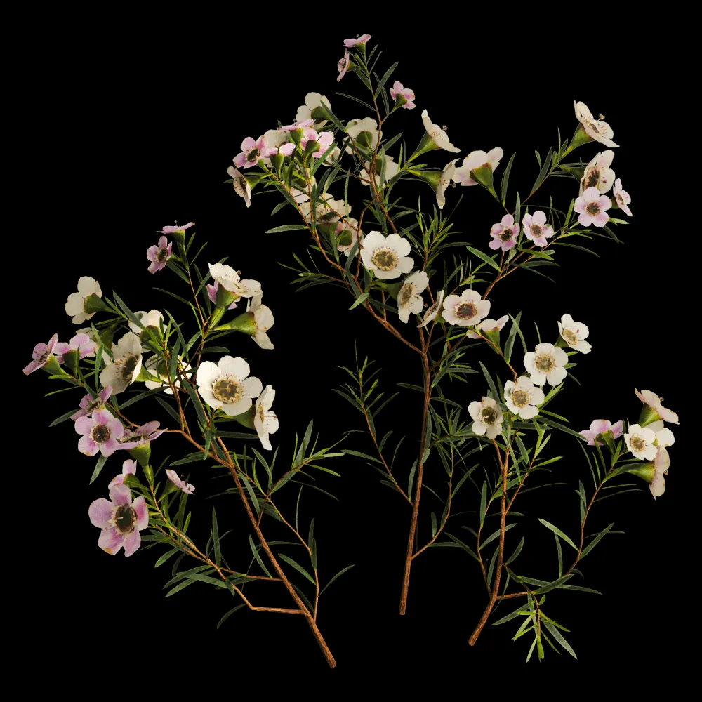 decoration – Chamelaucium Uncinatum 01 01 3ds Max