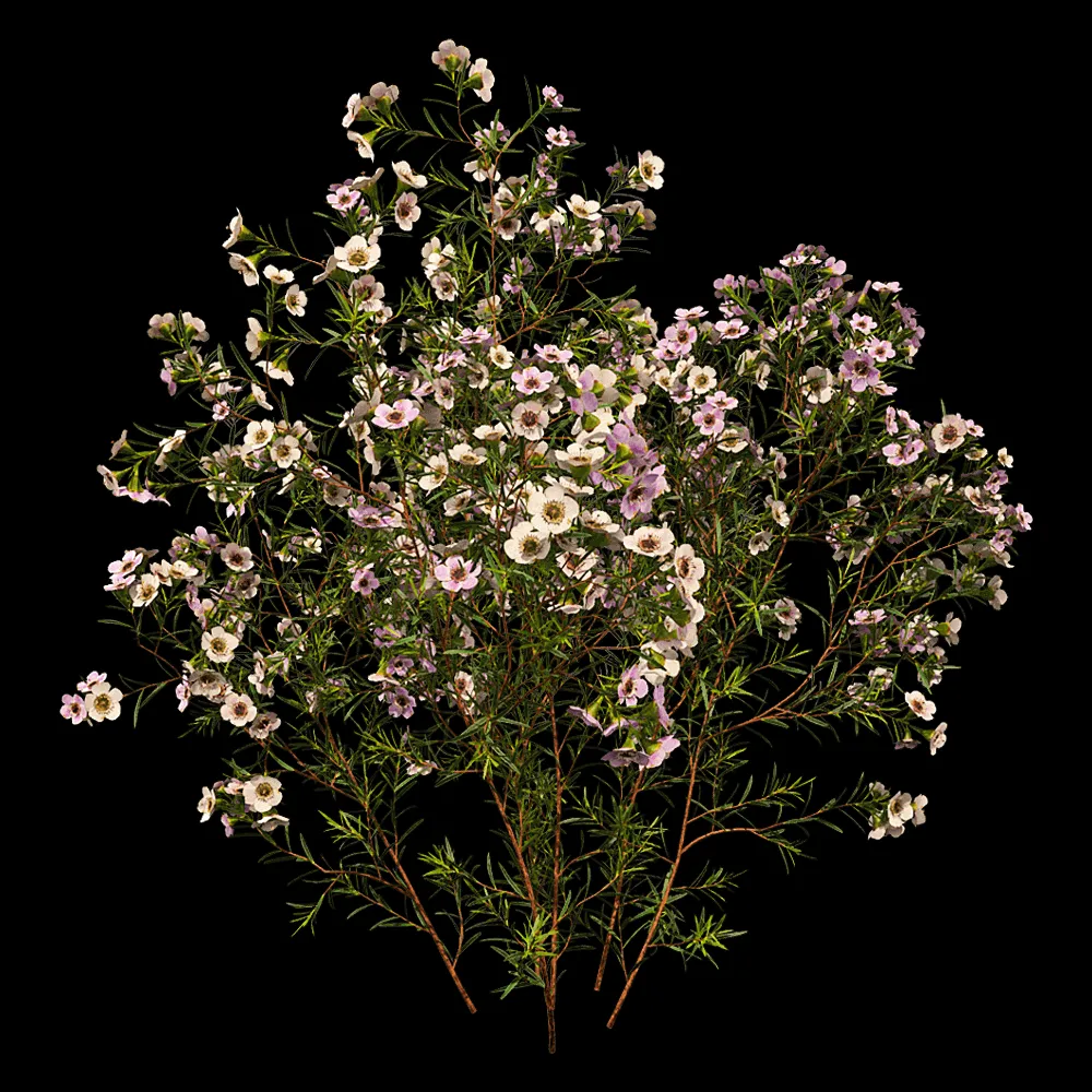 decoration – Chamelaucium Uncinatum 01 02 3ds Max