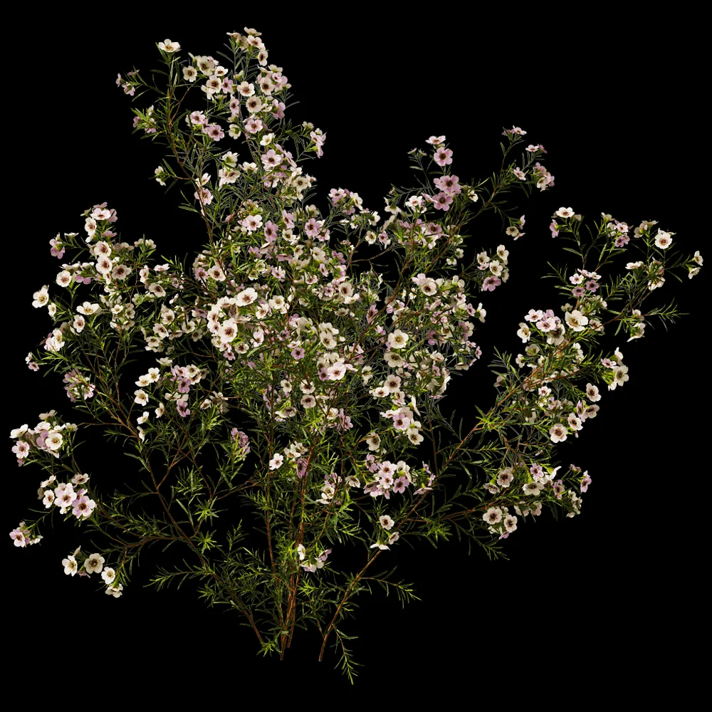 decoration – Chamelaucium Uncinatum 01 03 3ds Max