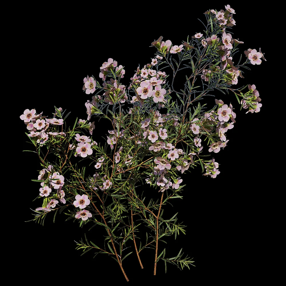 decoration – Chamelaucium Uncinatum 01 04 3ds Max