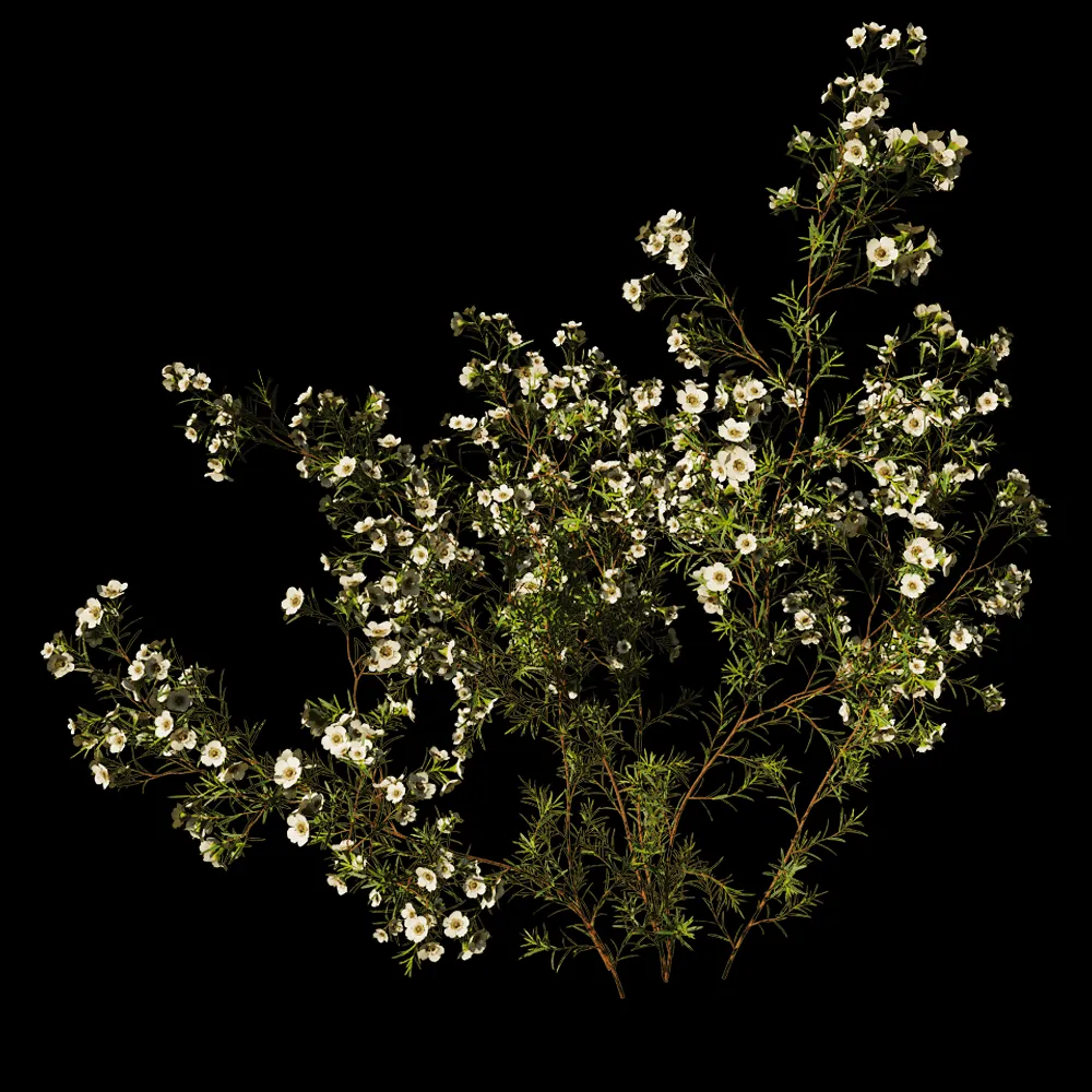 decoration – Chamelaucium Uncinatum 01 05 3ds Max