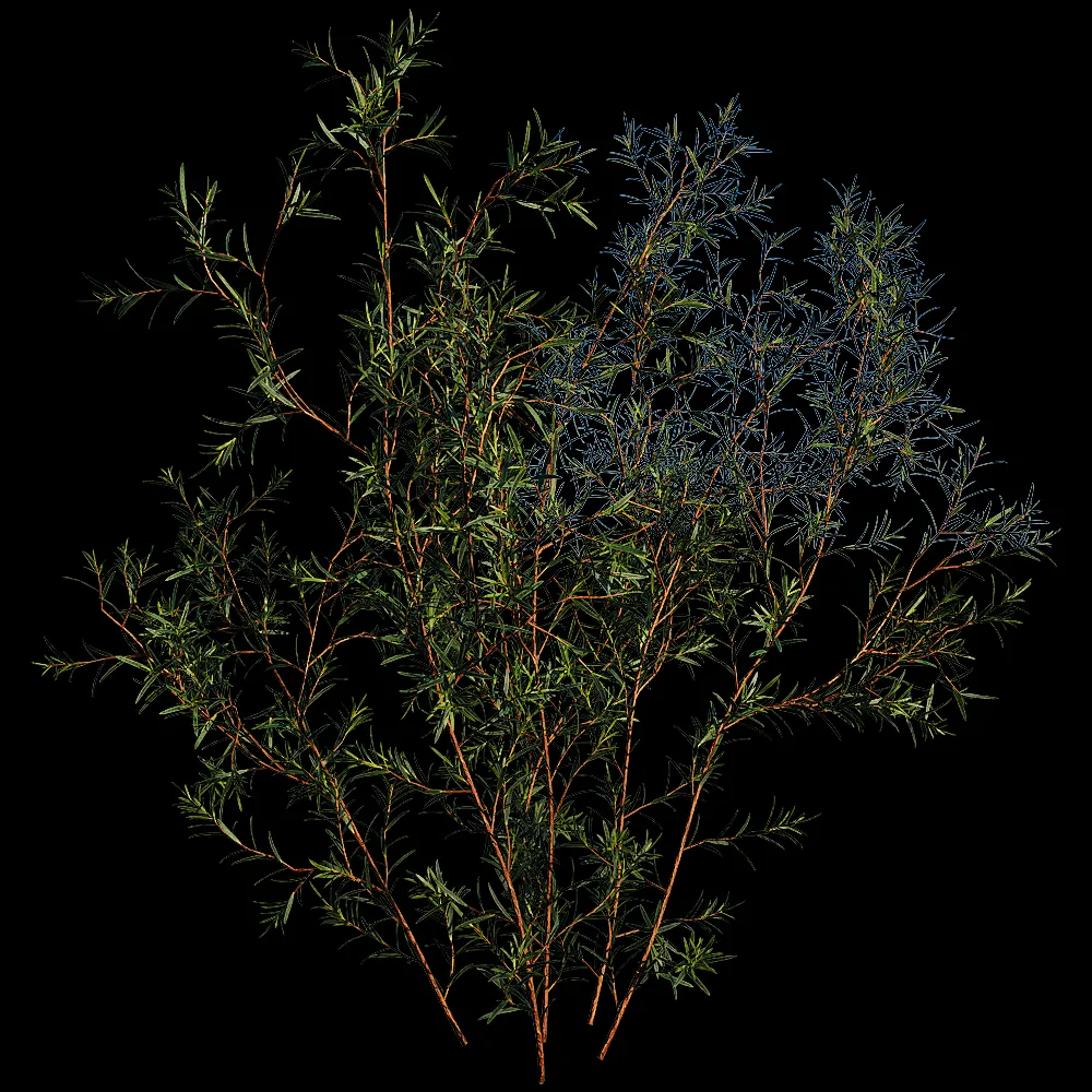 decoration – Chamelaucium Uncinatum 01 06 3ds Max