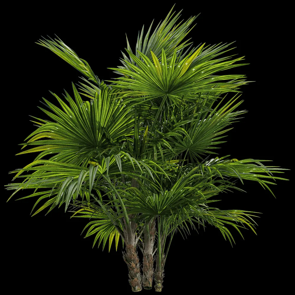 decoration – Chuniophoenix hainanensis 1 3ds Max