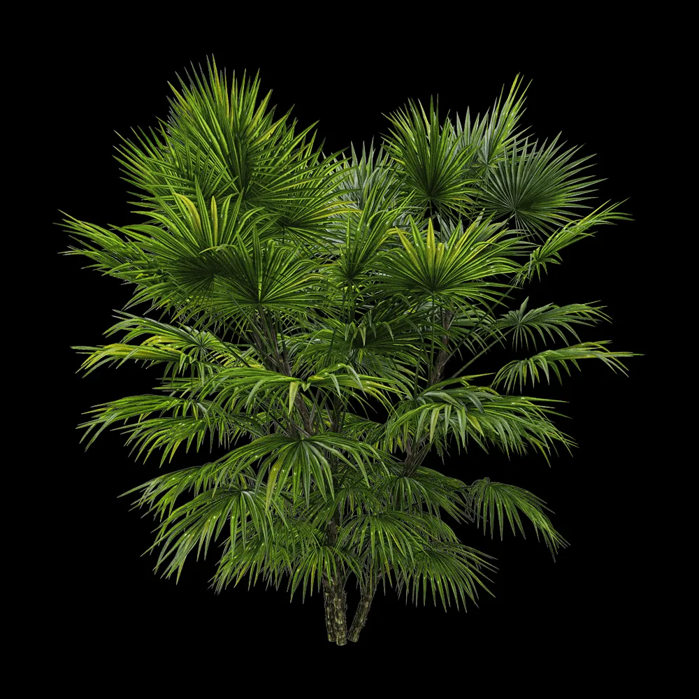 decoration – Chuniophoenix hainanensis 3 3ds Max