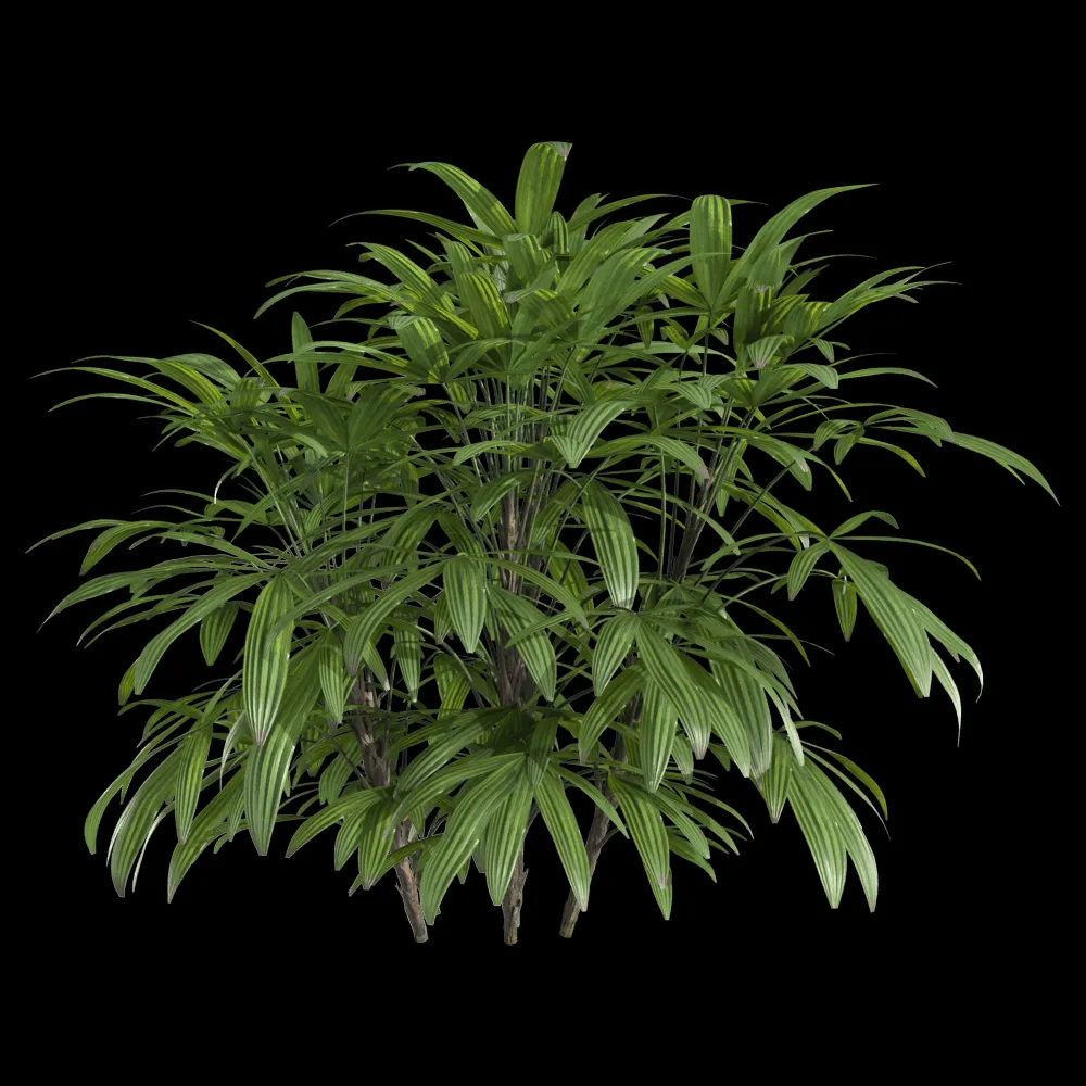 decoration – Chuniophoenix humilis 1 3ds Max