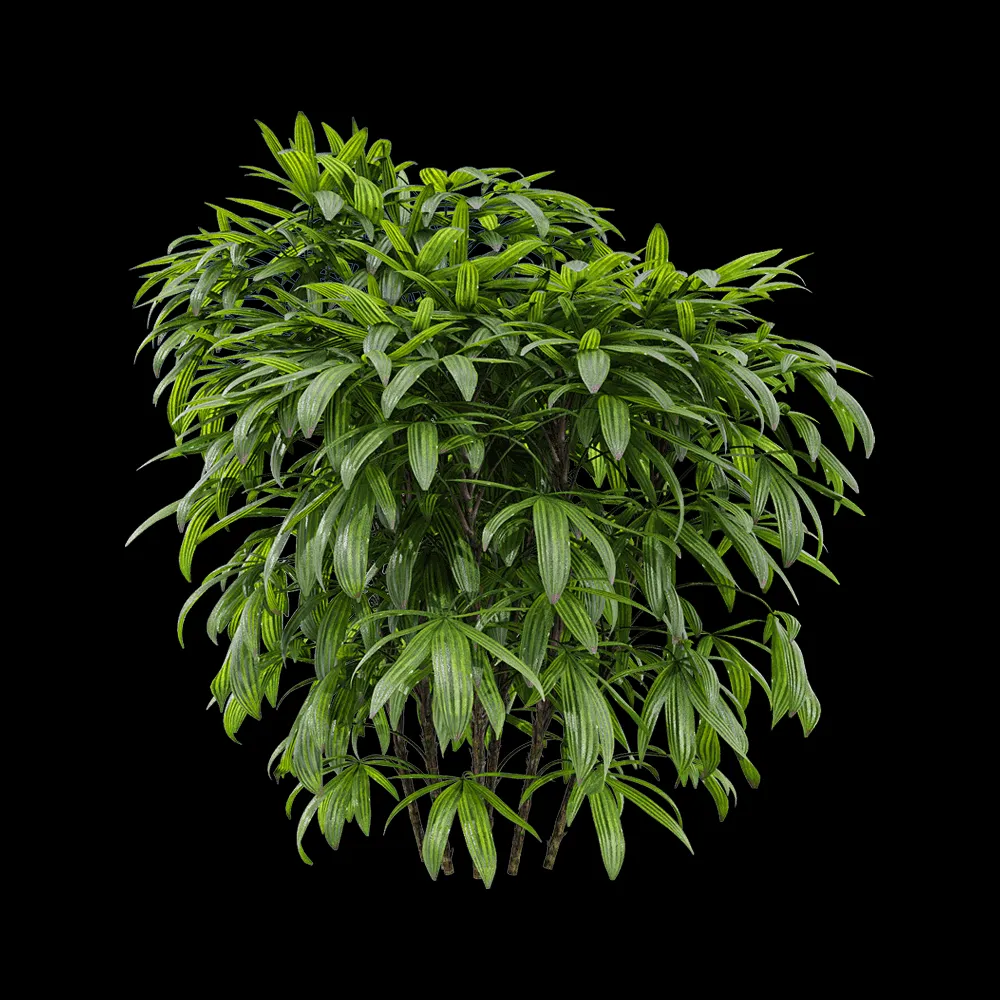 decoration – Chuniophoenix humilis 2 3ds Max