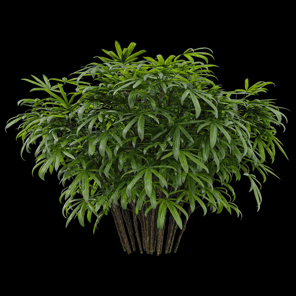 decoration – Chuniophoenix humilis 3 3ds Max