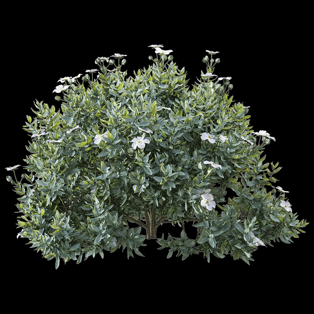 decoration – Cistus albidus 2 3ds Max
