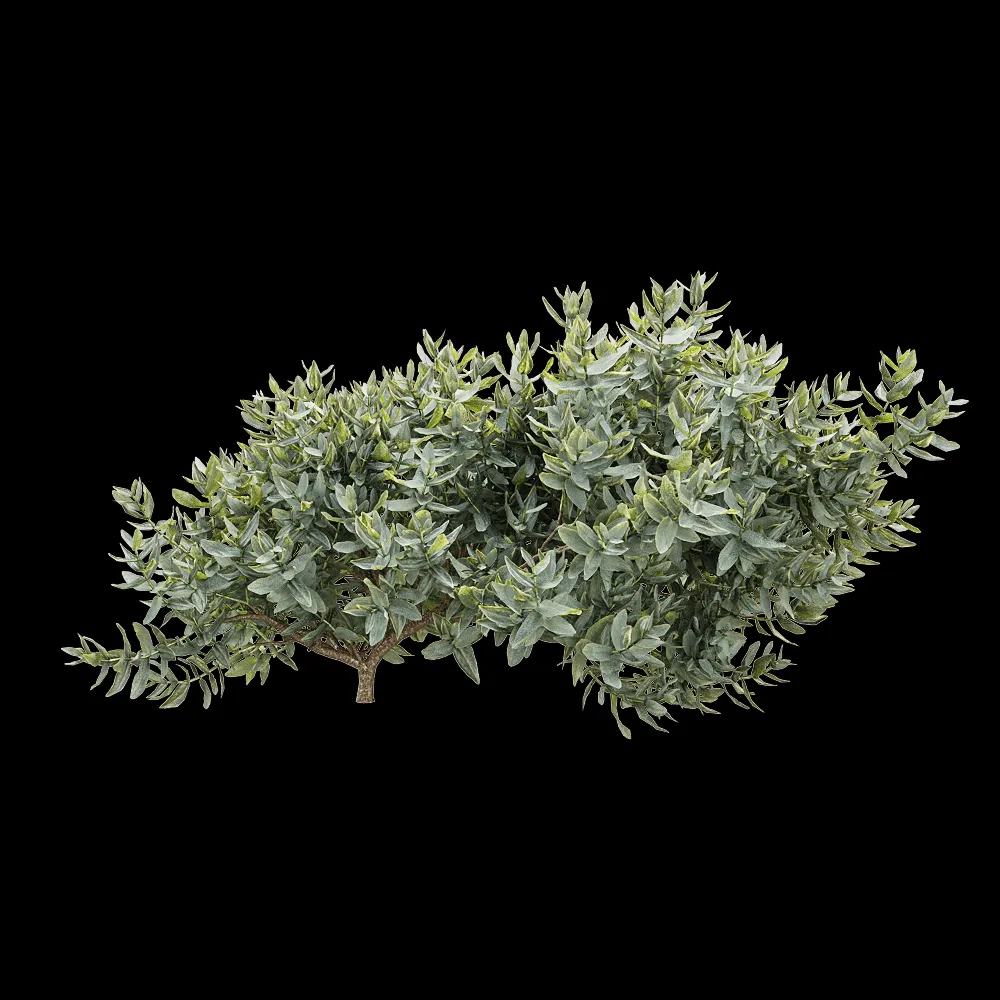 decoration – Cistus albidus 3 3ds Max