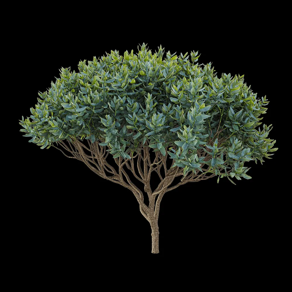 decoration – Cistus albidus 4 3ds Max