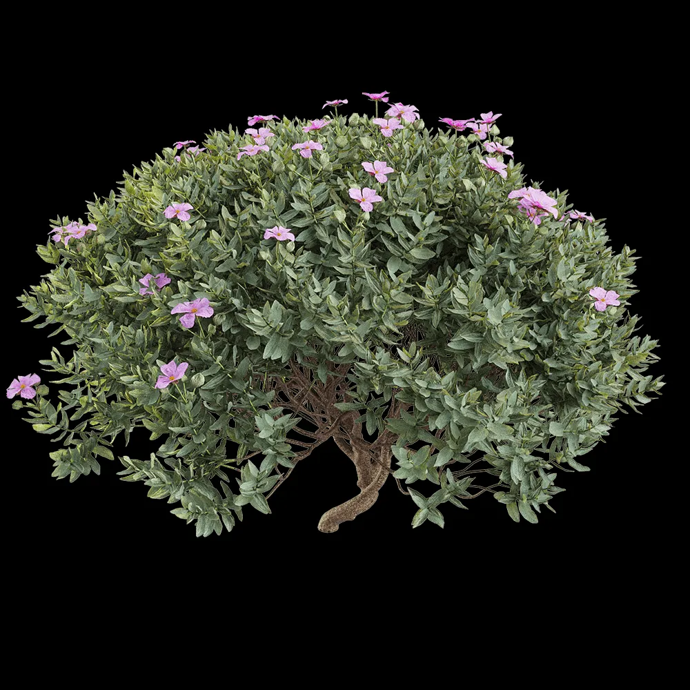 decoration – Cistus albidus 5 3ds Max