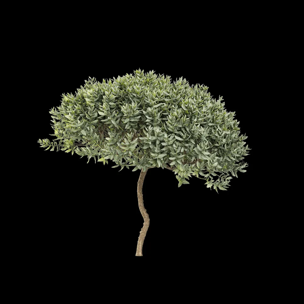 decoration – Cistus albidus 6 3ds Max