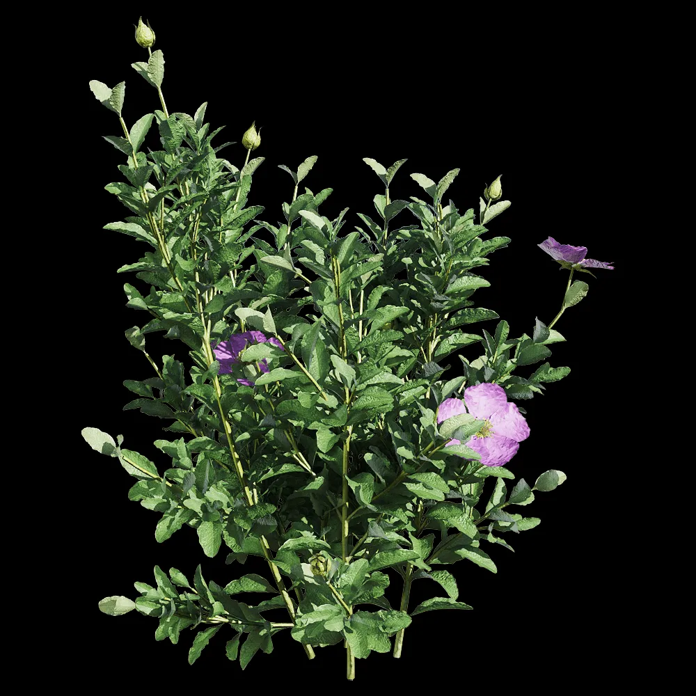decoration – Cistus incanus 1 3ds Max