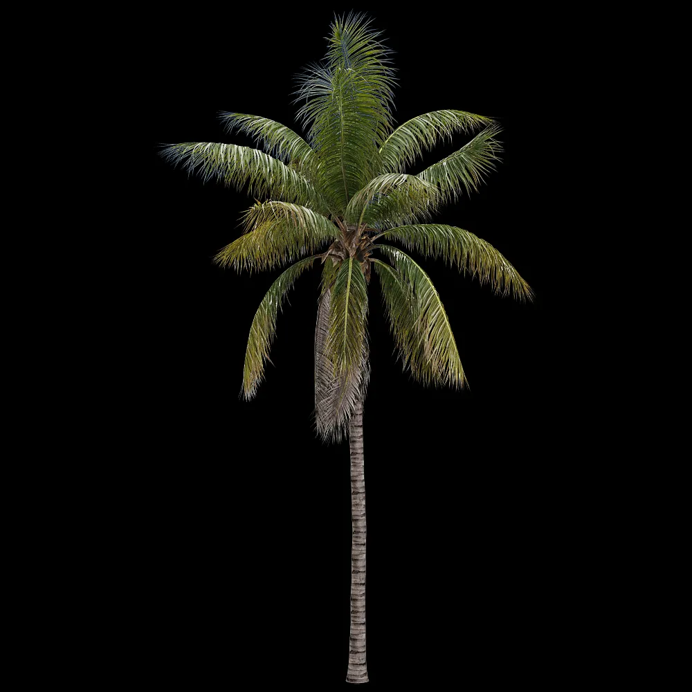 decoration – Cocos nucifera 1 3ds Max