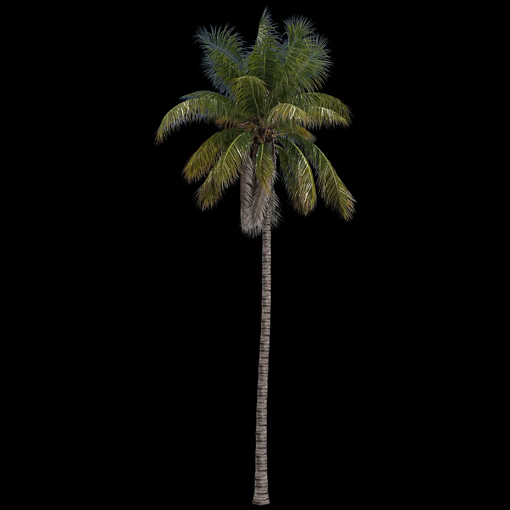 decoration – Cocos nucifera 2 3ds Max