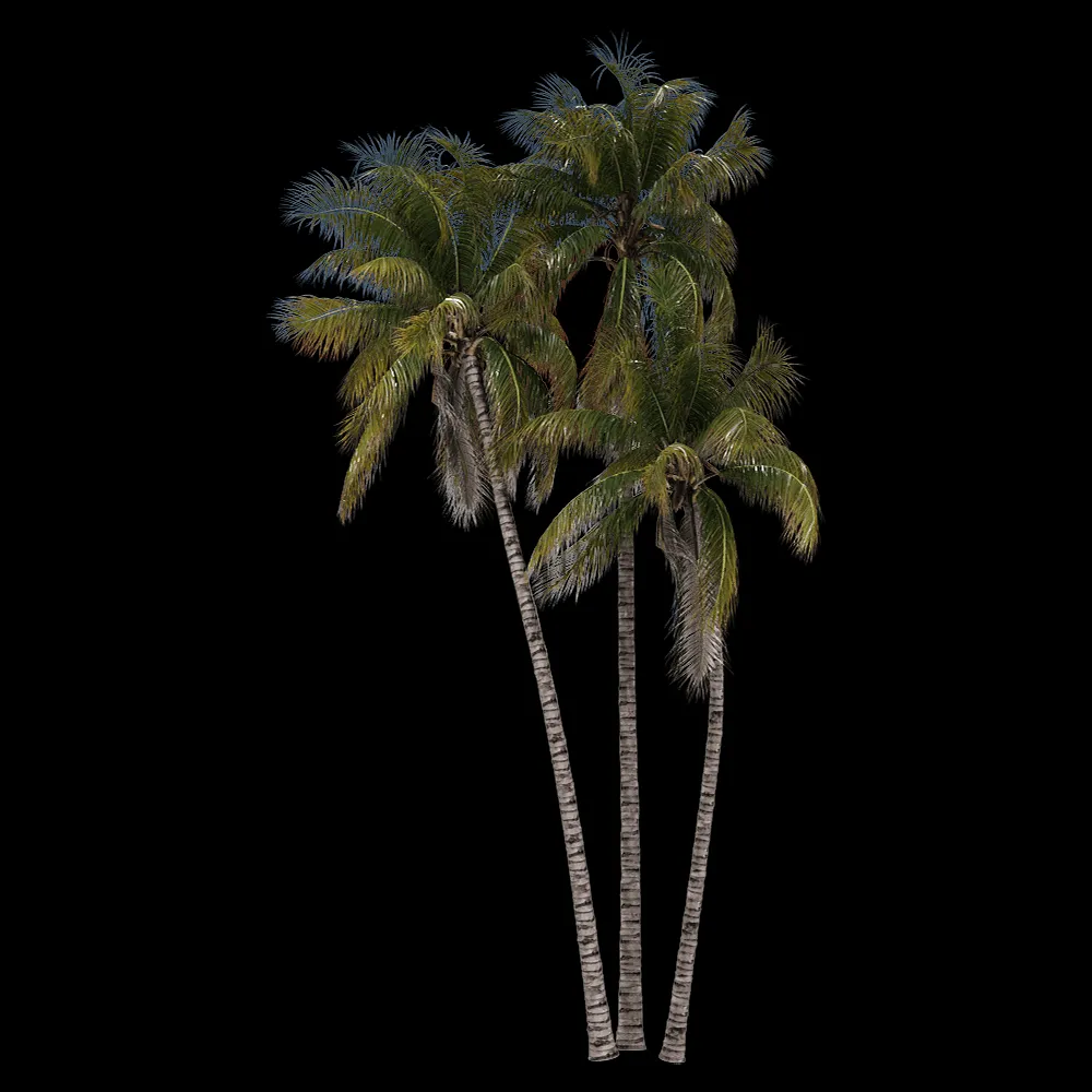 decoration – Cocos nucifera 3 3ds Max