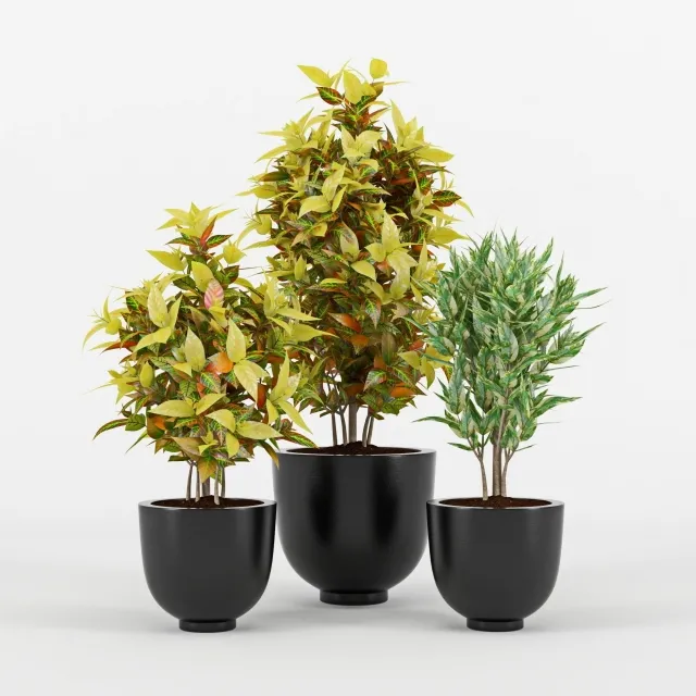 decoration – Codiaeum variegatum 3ds Max