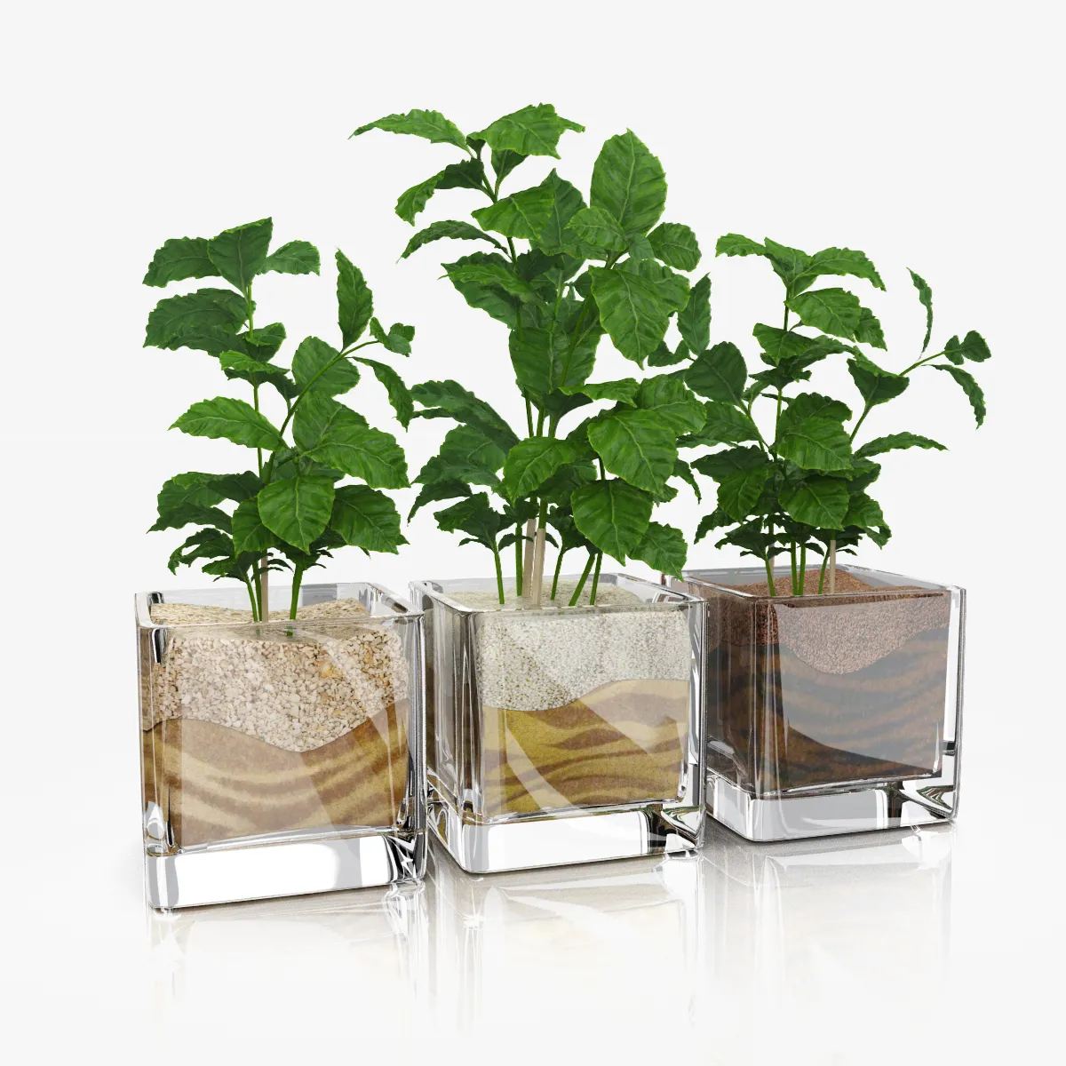 decoration – Coffee tree in glass pots 5 3ds Max