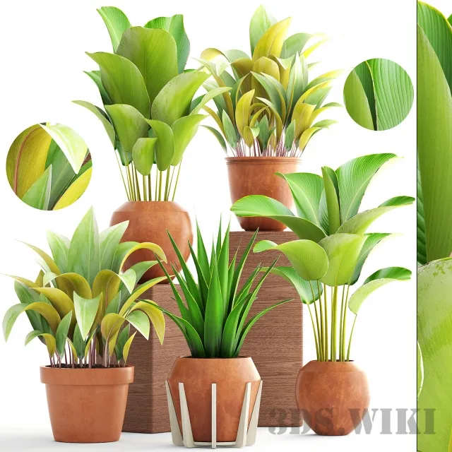decoration – Collection of plants 3ds Max