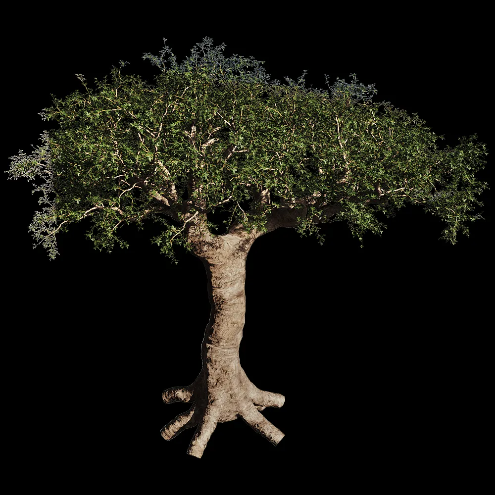 decoration – Commiphora Myrrha 01 01 3ds Max