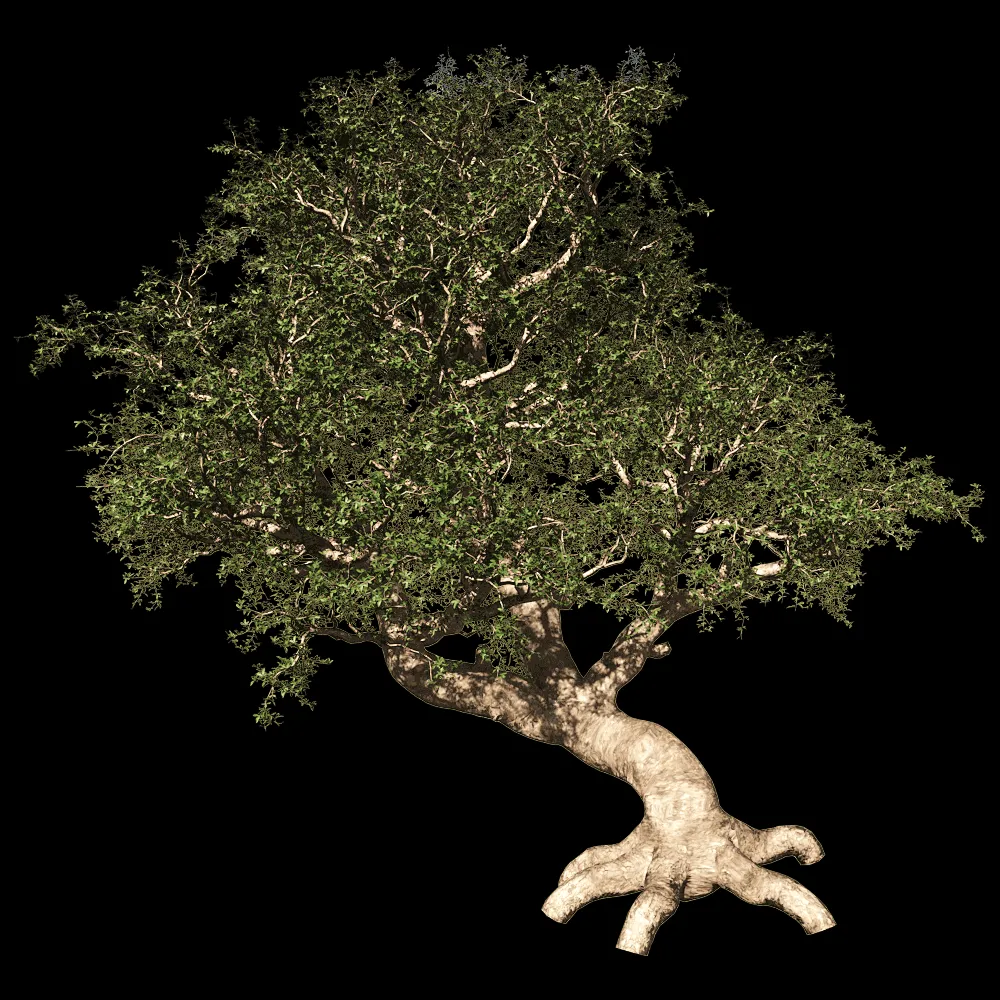 decoration – Commiphora Myrrha 01 02 3ds Max