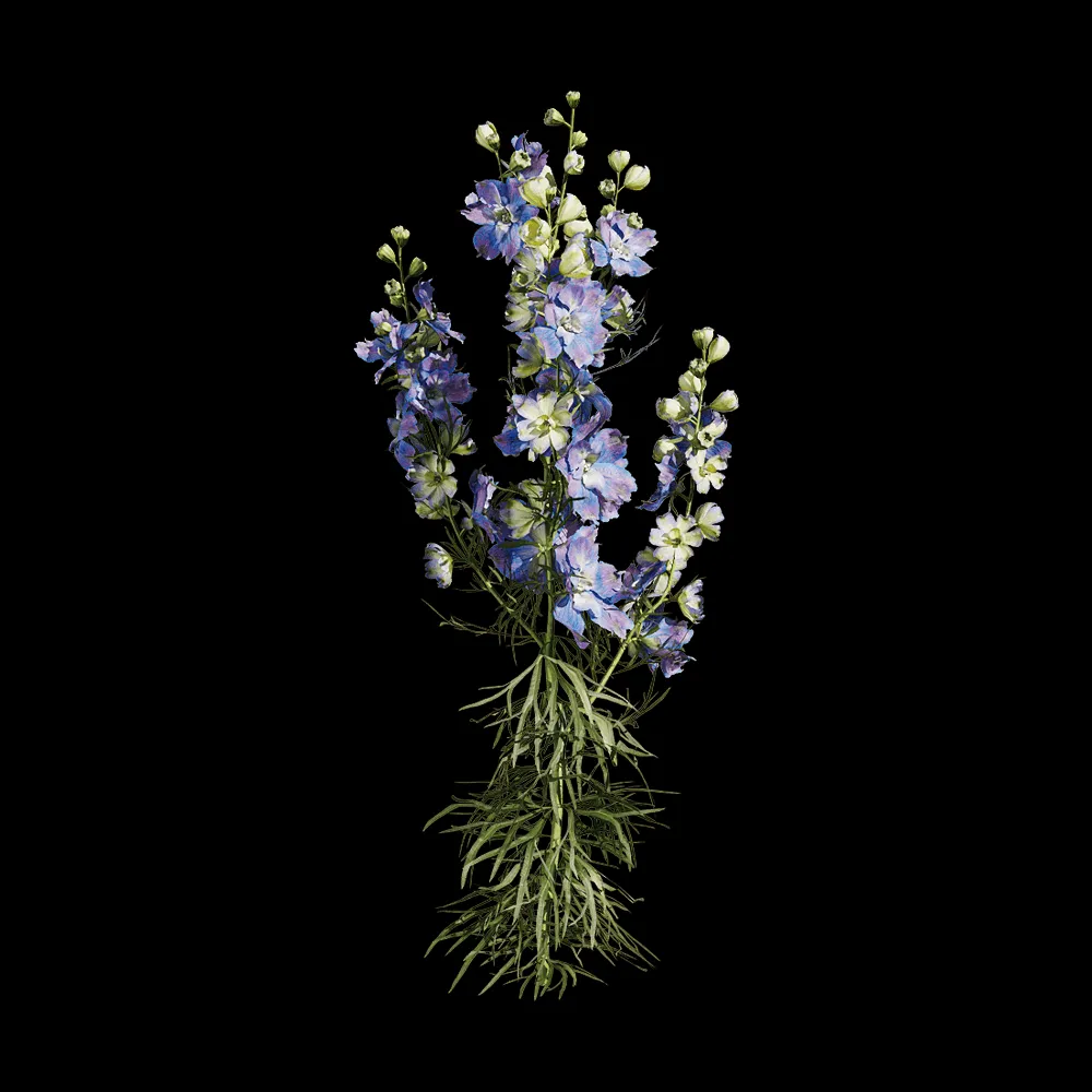 decoration – Consolida ajacis 1 3ds Max