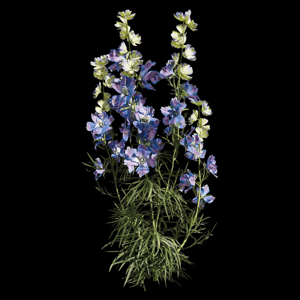 decoration – Consolida ajacis 2 3ds Max