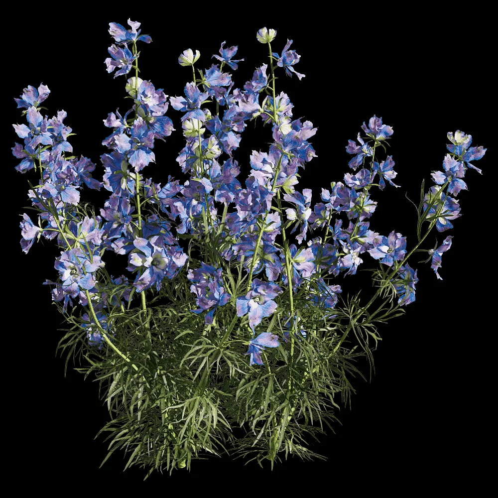 decoration – Consolida ajacis 3 3ds Max