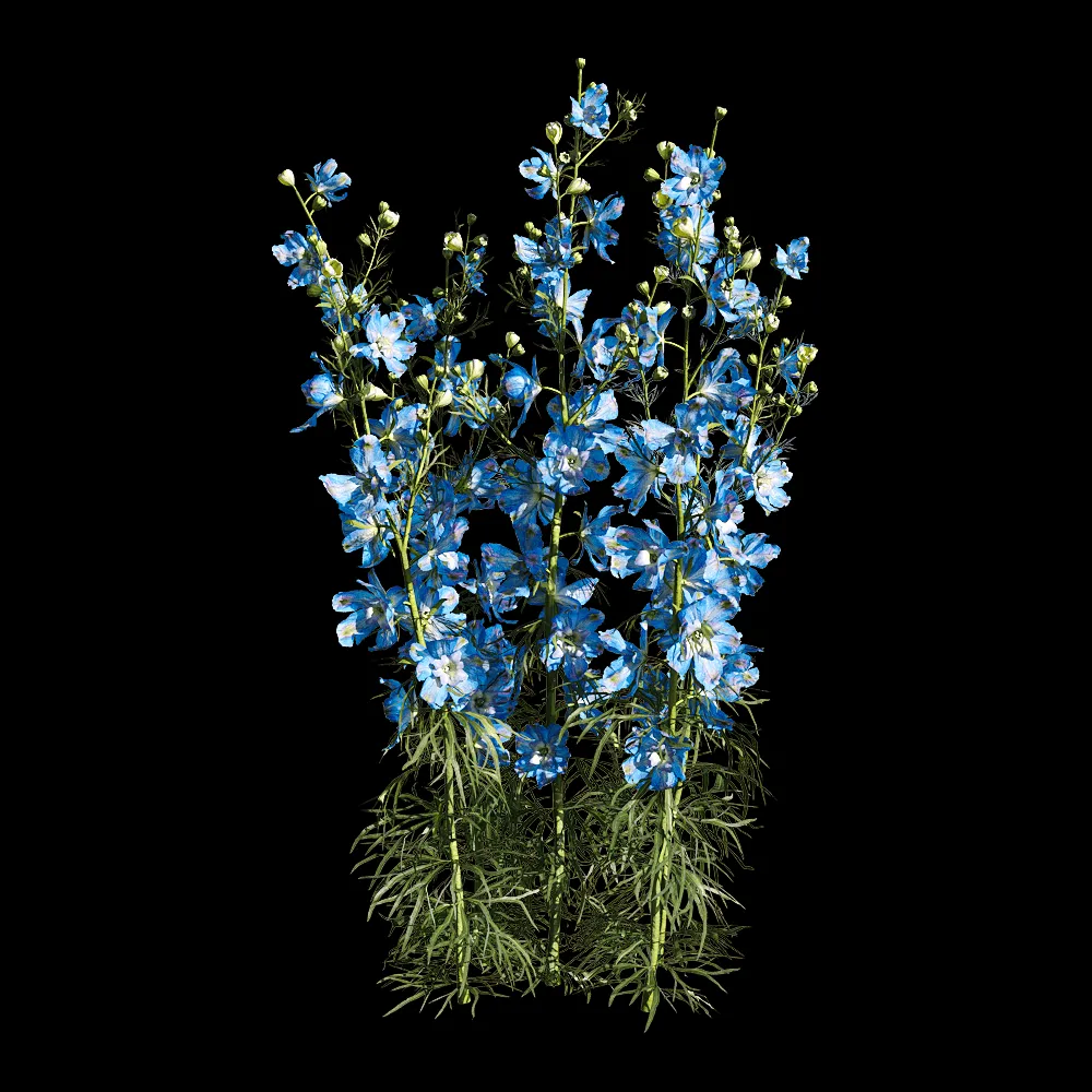 decoration – Consolida ajacis 4 3ds Max