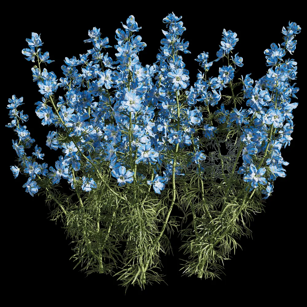 decoration – Consolida ajacis 6 3ds Max