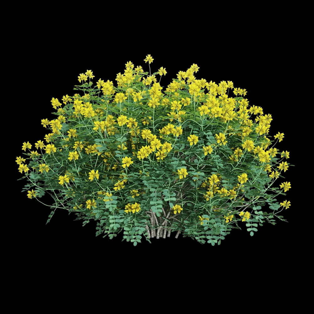 decoration – Coronilla glauca  1 3ds Max